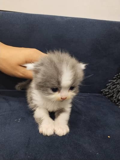 Persian kitten