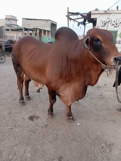 pure sahiwal bachra qurbani 2026