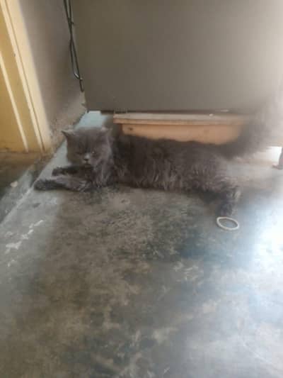 beautiful female grey