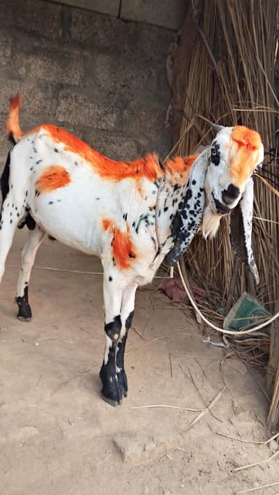 Bakra for  Qurbani contact fir best price