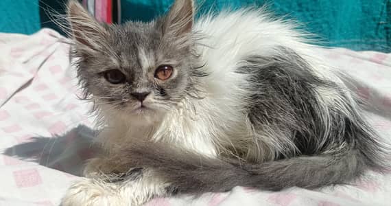 4 Months Cute Cat for Sale 
