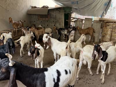 Qurbani bakra eid 2026