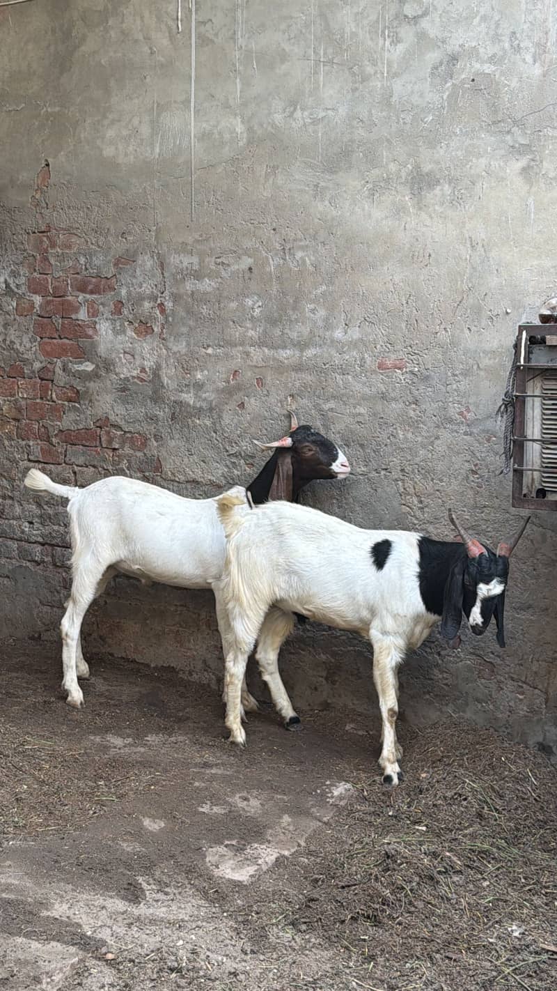 Qurbani bakra eid 2026 4