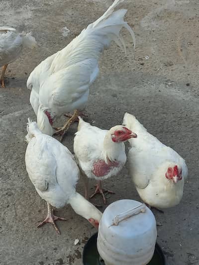 heera aseel eggs