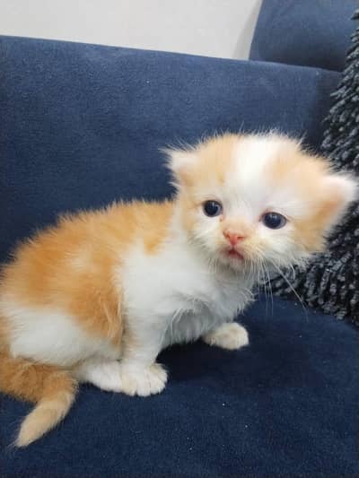 Persian cat kitten