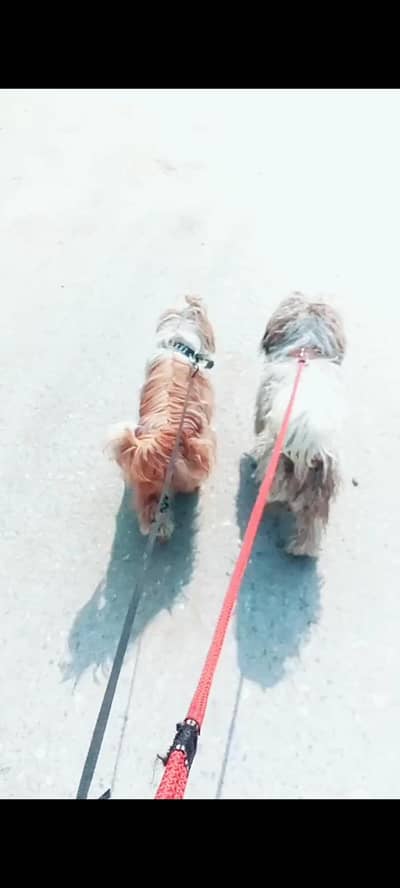 shituzu male and female for sale nowshera ma ha