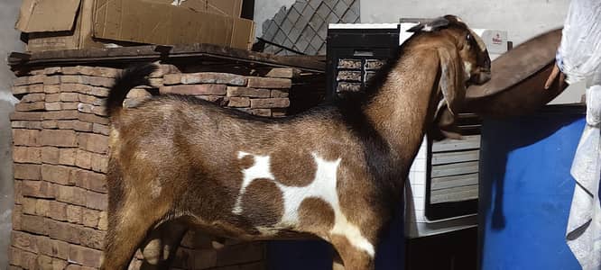 beautiful nagra male achi hight length