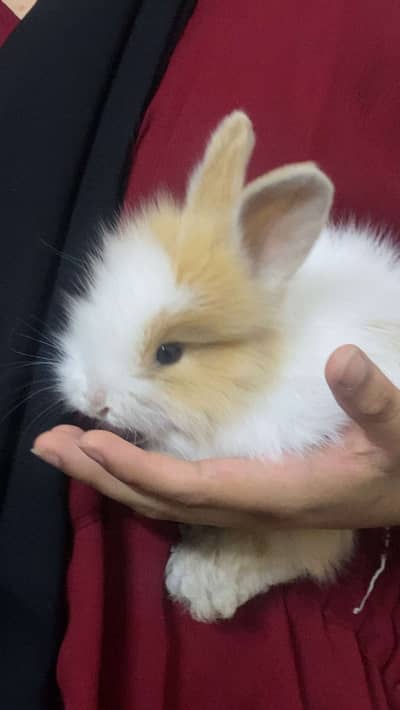 Teddy bear dwarf rabbit