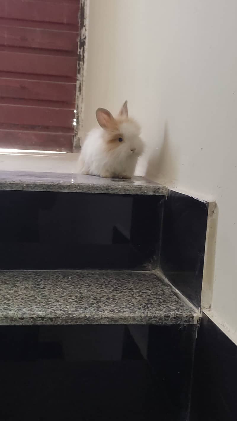 Teddy bear dwarf rabbit 1