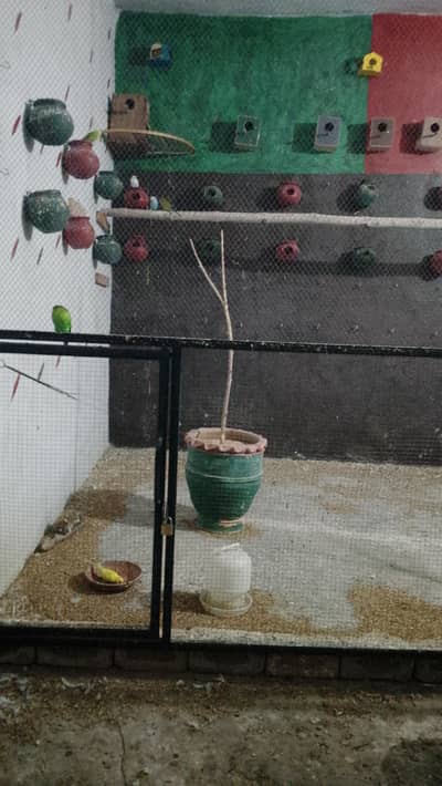 Burgies Colony for sale  20 pare breeder chiks b ha sath or matkia b b