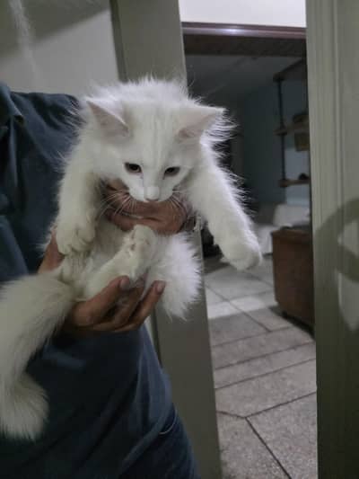 3 persian kittens