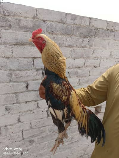 jawa male 6k lakha male 5k lakhi female 3500 dosri female 2500
