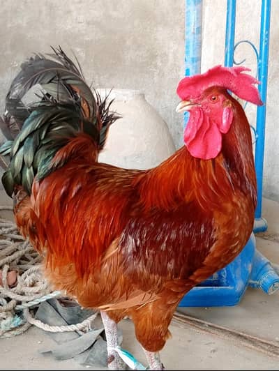 For sale Full size murga