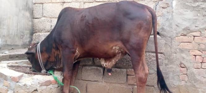 Qurbani wala bail