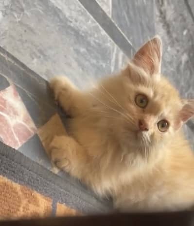 Persian cat