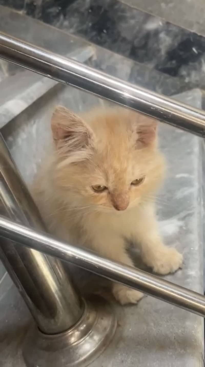 Persian cat 1