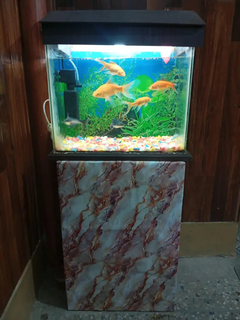 2 fish Aquarium sale All oky good condition — photo 7
