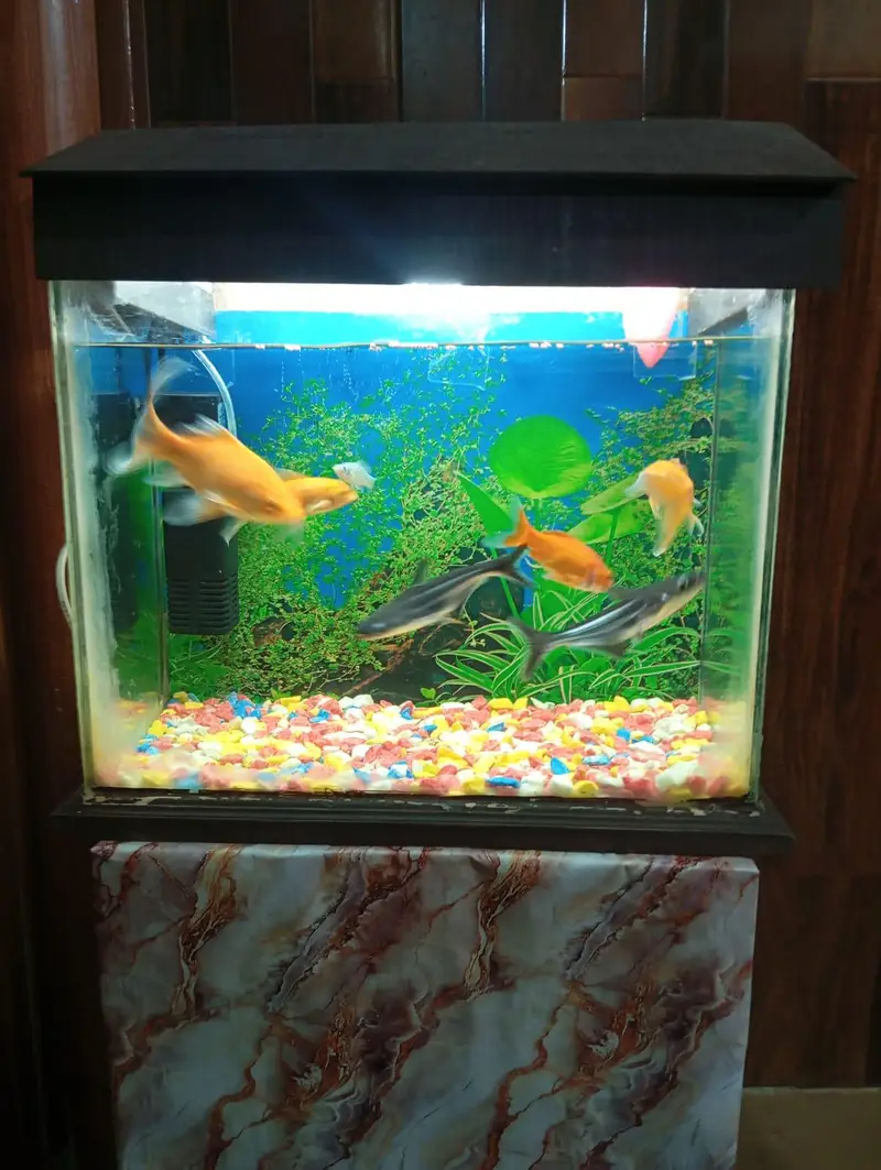 2 fish Aquarium sale All oky good condition — photo 8