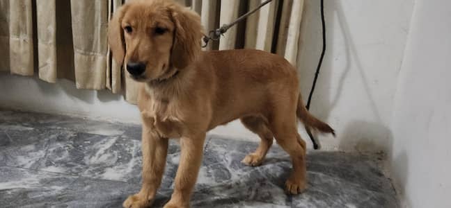 female puppy top quality