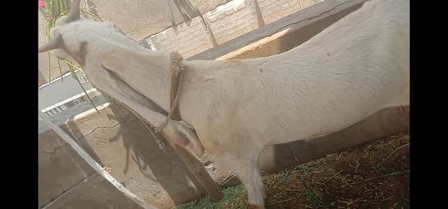 Bakri for sale