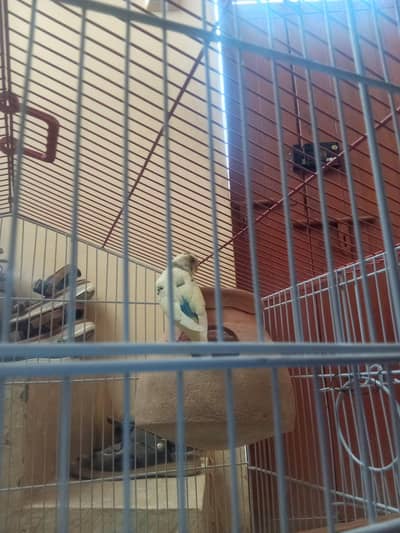 Australian Bajri Budgie breeder pair