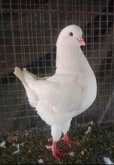 show king Modena pigeon