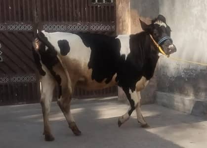 Qurbani KY Leye Pure HF Heifer two teeth