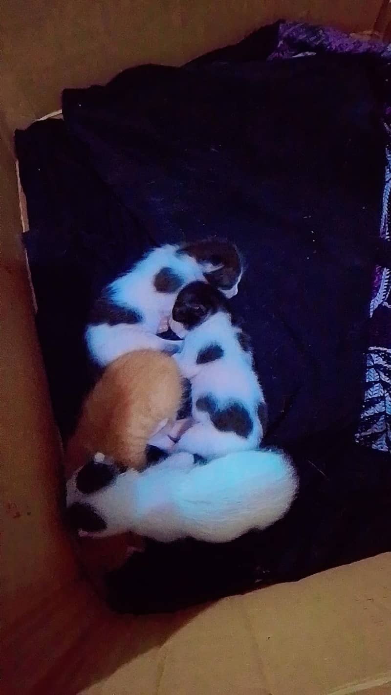 pad cat 3