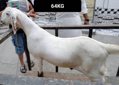 Bucks for Eid qurban 2026