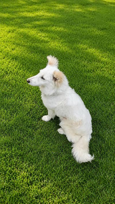 Beautiful White Dog for Sale – Healthy & Friendly