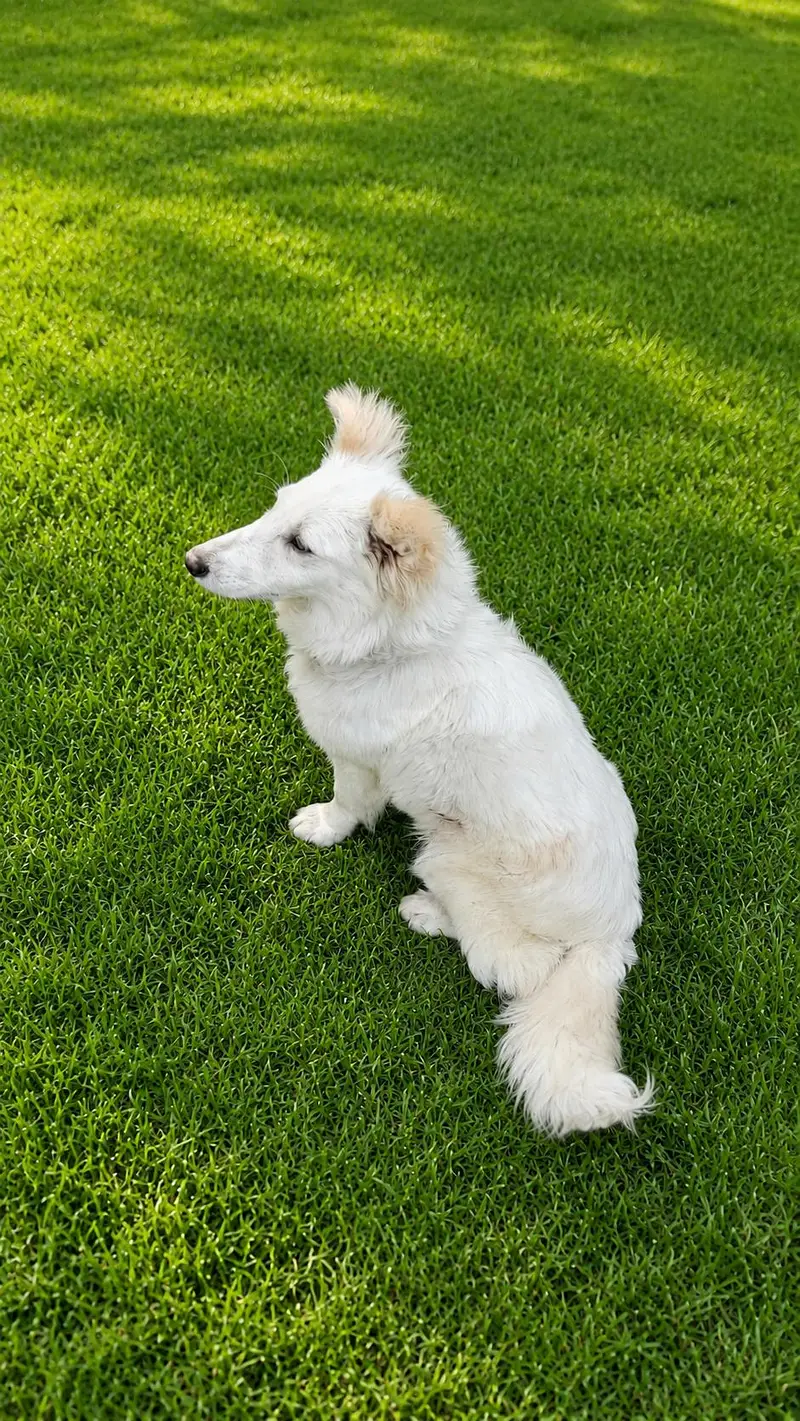 Beautiful Fluffy White Dog Available For Loving Home