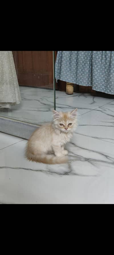 Persian punch face cats