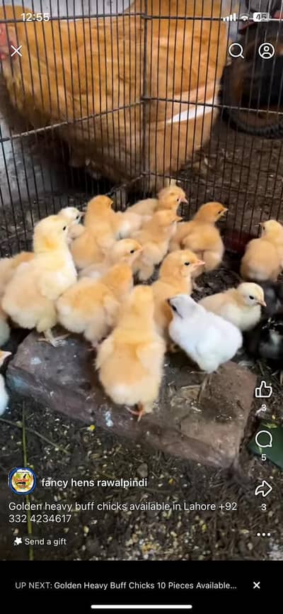 heavy buff chicks