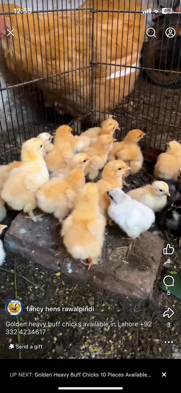 heavy buff chicks 0