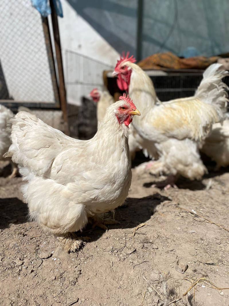 heavy buff chicks 1