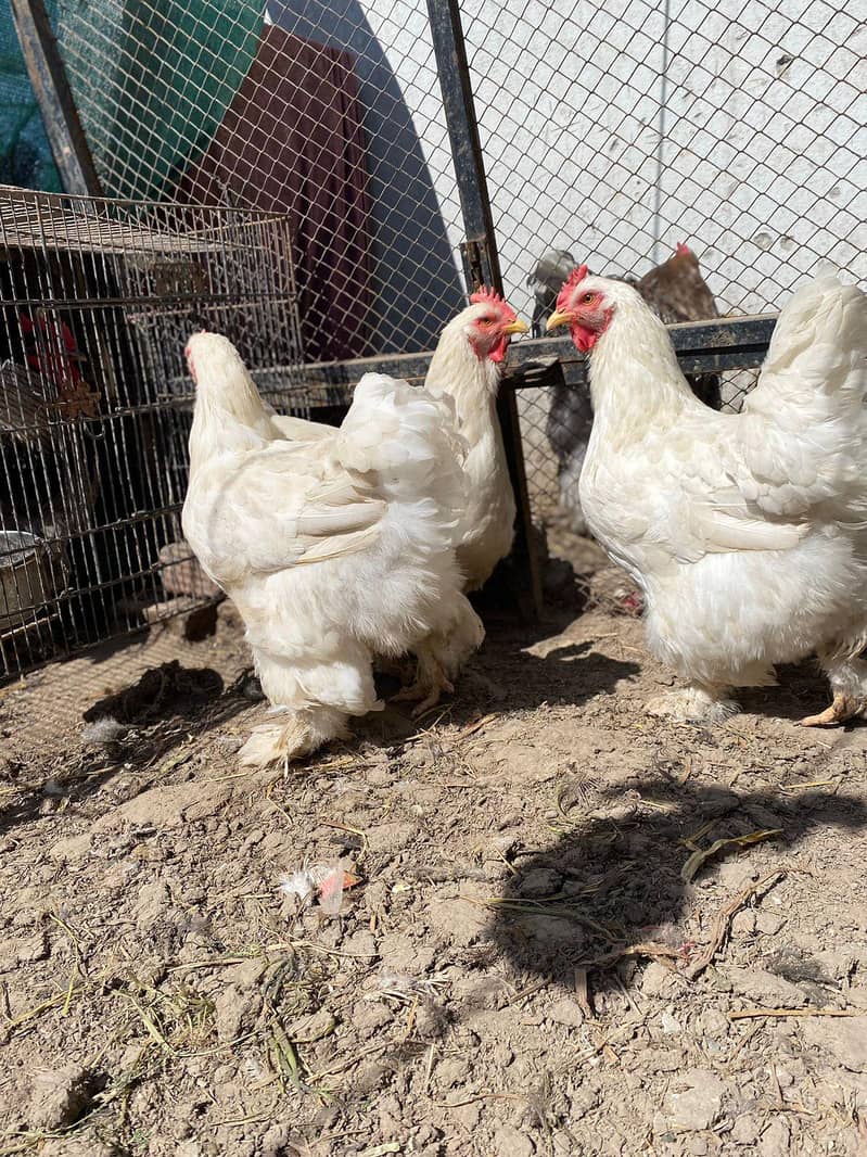 heavy buff chicks 2