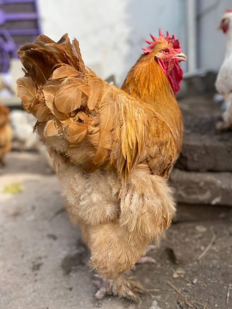 heavy buff chicks 3