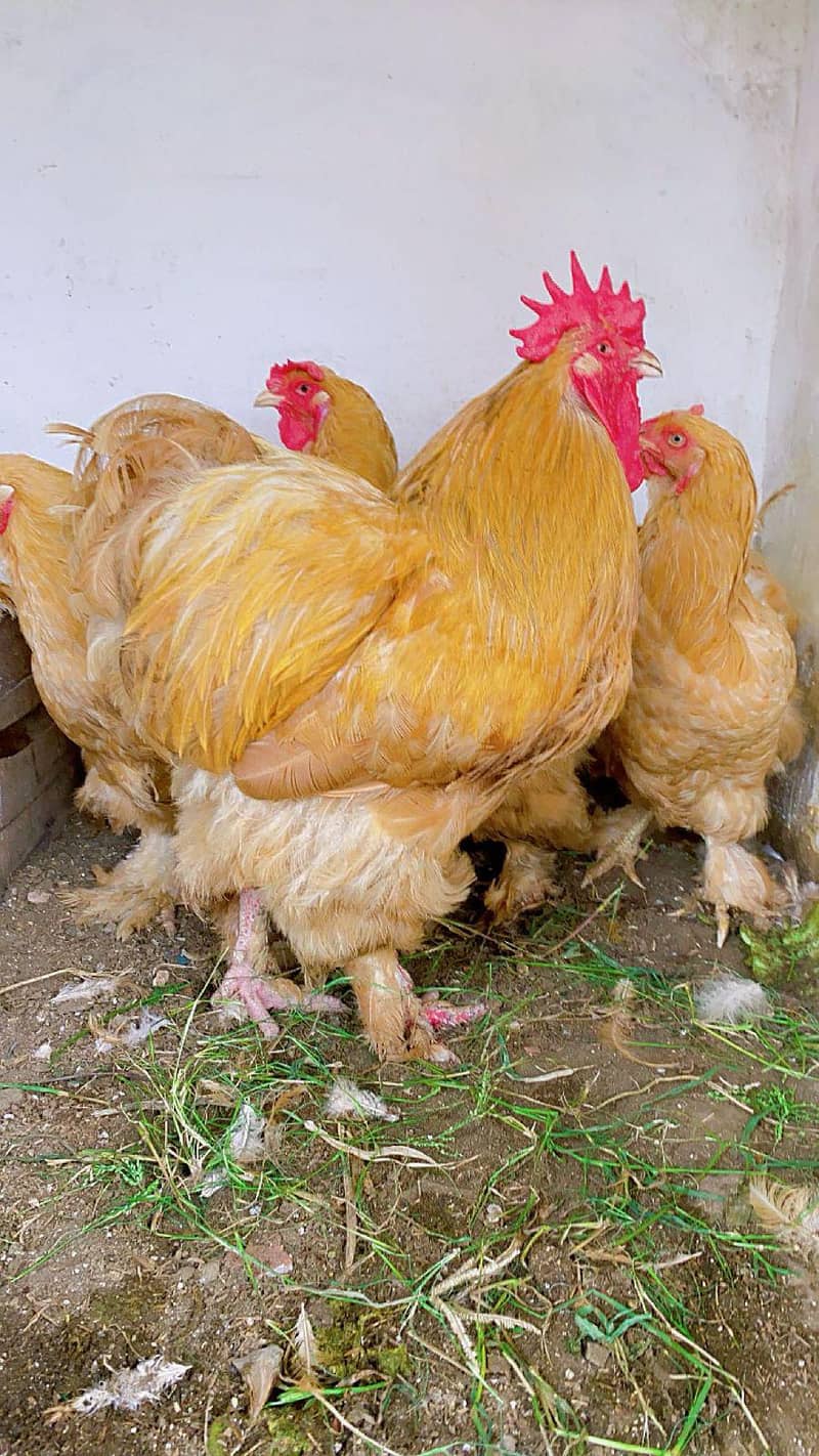 heavy buff chicks 4