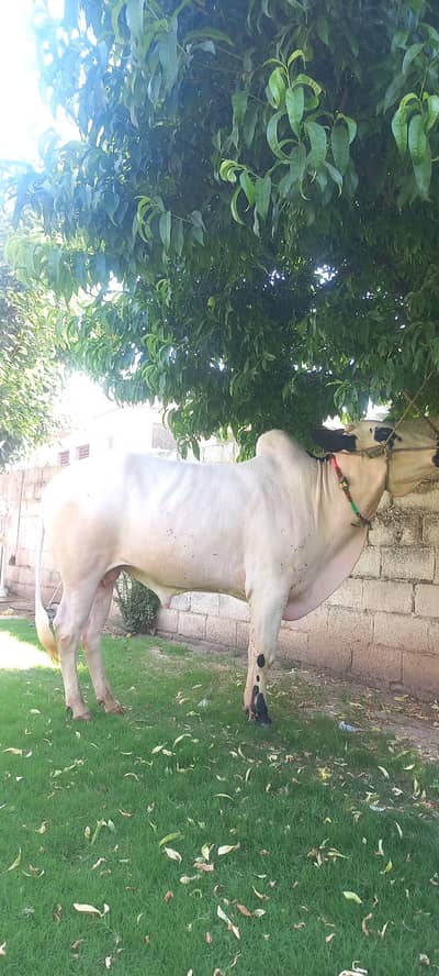 fateh jangi bail