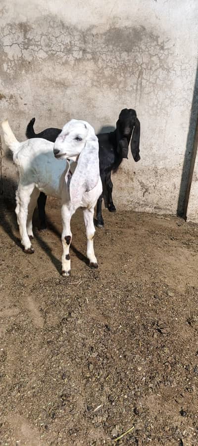 3  bakrian forsale