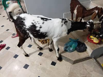 bakra
