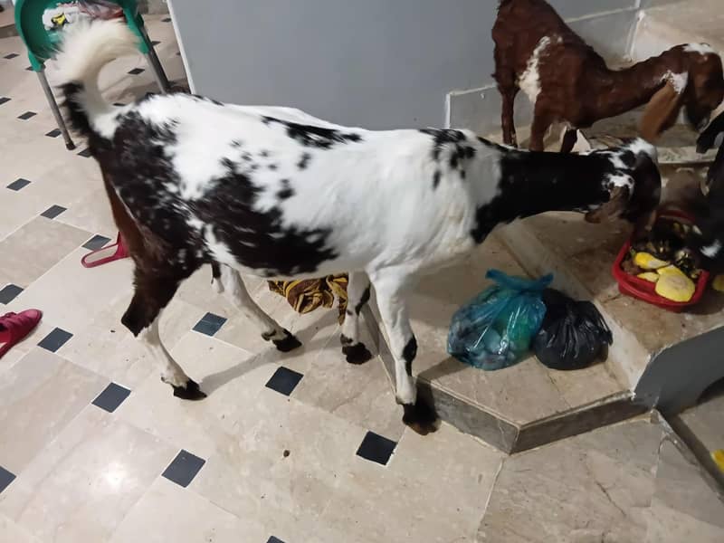 bakra 0