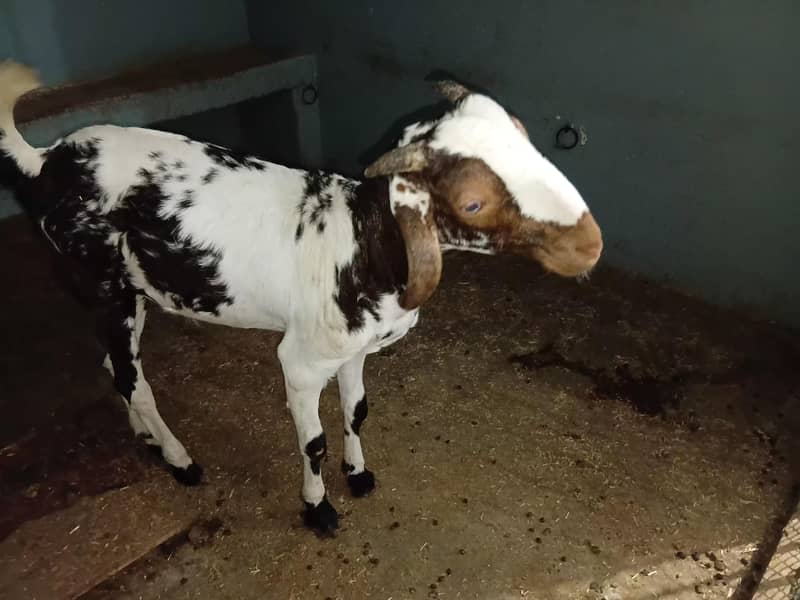 bakra 1