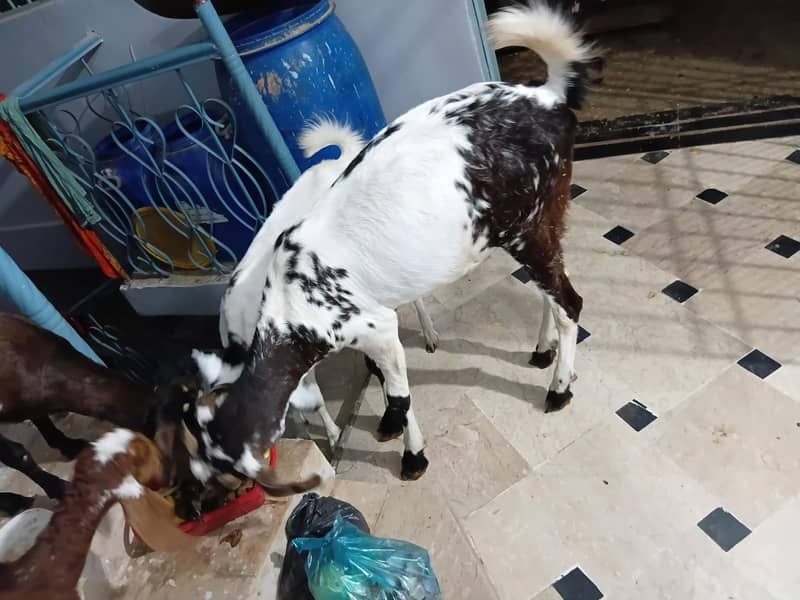 bakra 2