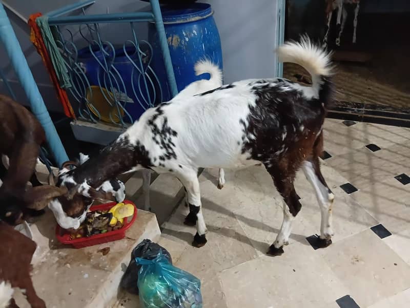 bakra 3