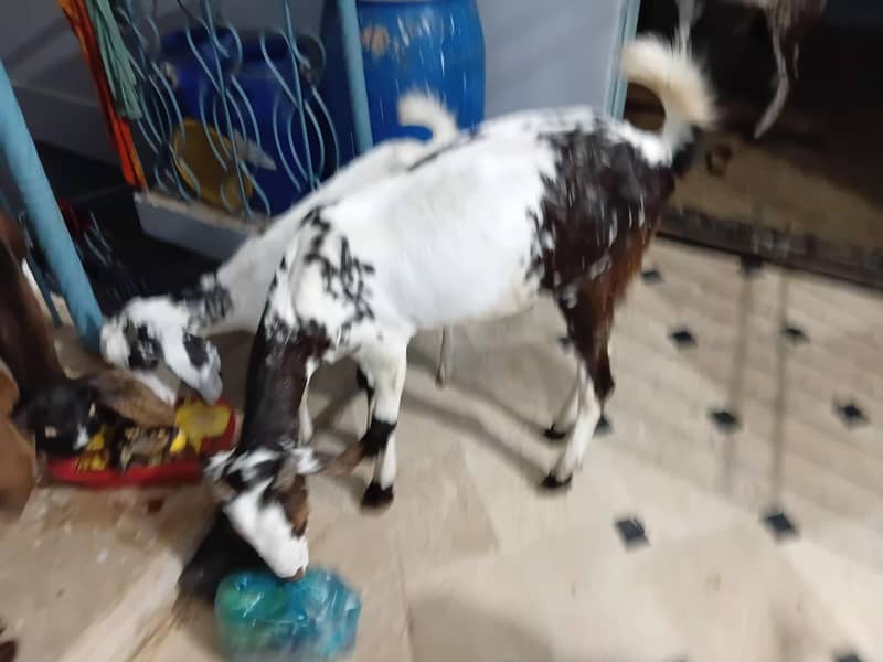 bakra 4