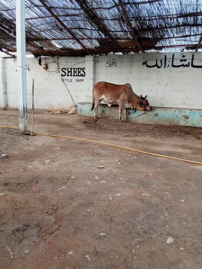 Cowss