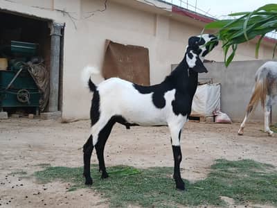 Qurbani Bakray Near Gulberg Green Islamabad 0332/588/99/94