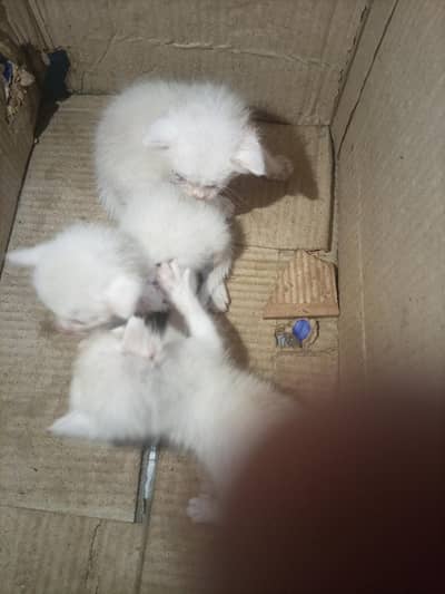 White female cats