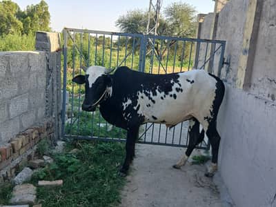 Bull for qurbani
